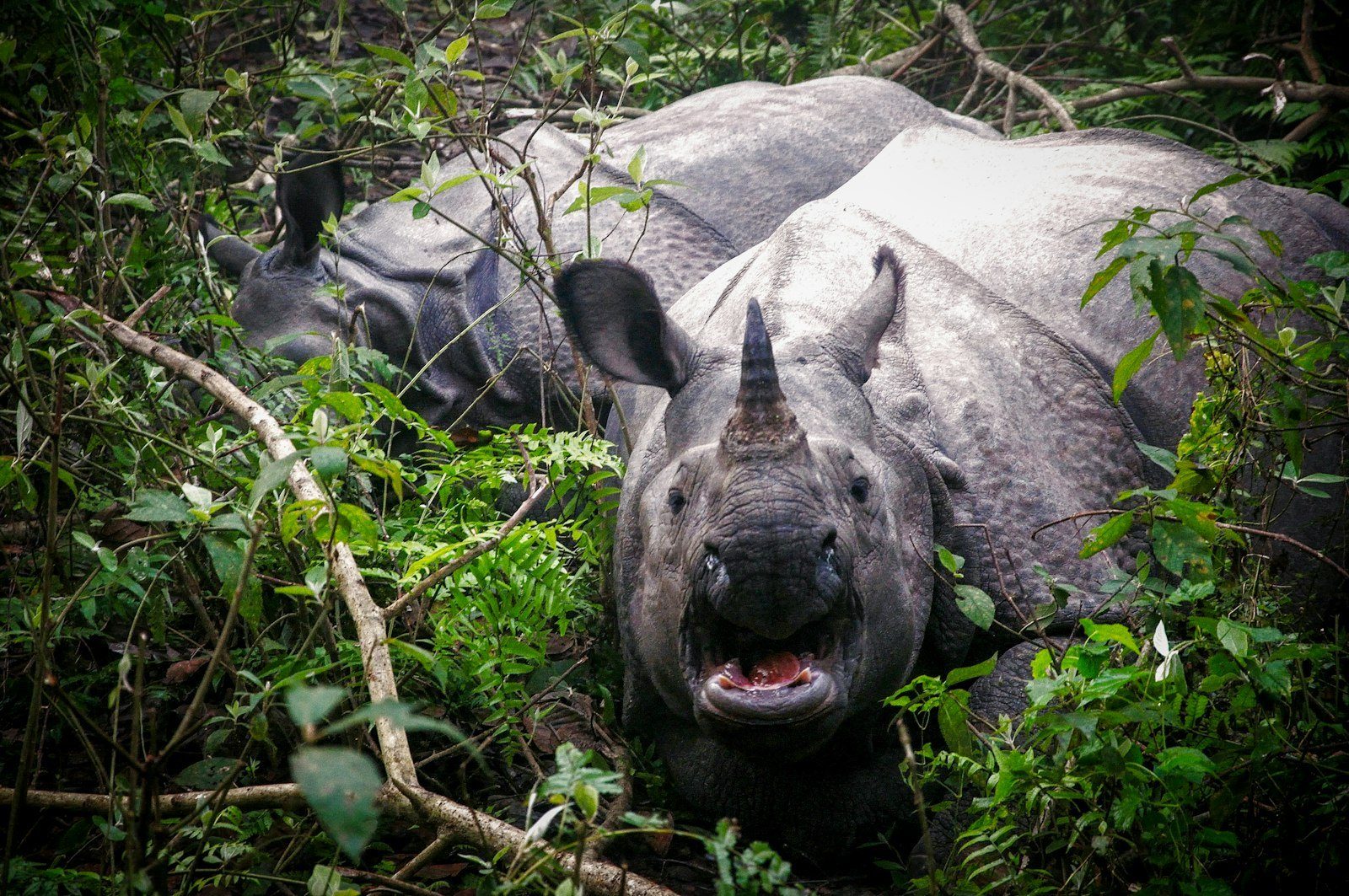 A greater one horned rhino mother with her calf in the green grassland of Kaziranga