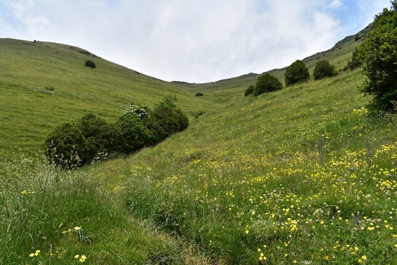 A green hillside scattered with young trees and wildflowers on what was once open pasture