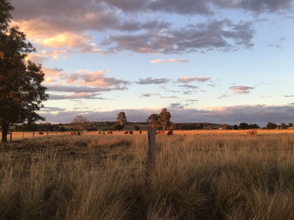 Golden Australian pasture at sunset with cattle grazing beyond a wire fence